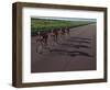 Road Cycling Team in Action-null-Framed Photographic Print