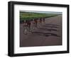 Road Cycling Team in Action-null-Framed Photographic Print