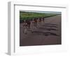 Road Cycling Team in Action-null-Framed Photographic Print