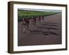 Road Cycling Team in Action-null-Framed Photographic Print