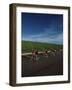 Road Cycling Team in Action-null-Framed Photographic Print