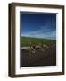 Road Cycling Team in Action-null-Framed Photographic Print