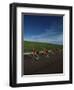 Road Cycling Team in Action-null-Framed Photographic Print