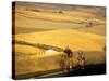 Road Cyclists Biking Through Wheat Harvest, near Pullman, Washington, USA-Chuck Haney-Stretched Canvas