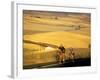 Road Cyclists Biking Through Wheat Harvest, near Pullman, Washington, USA-Chuck Haney-Framed Photographic Print