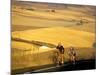 Road Cyclists Biking Through Wheat Harvest, near Pullman, Washington, USA-Chuck Haney-Mounted Photographic Print