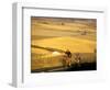 Road Cyclists Biking Through Wheat Harvest, near Pullman, Washington, USA-Chuck Haney-Framed Photographic Print