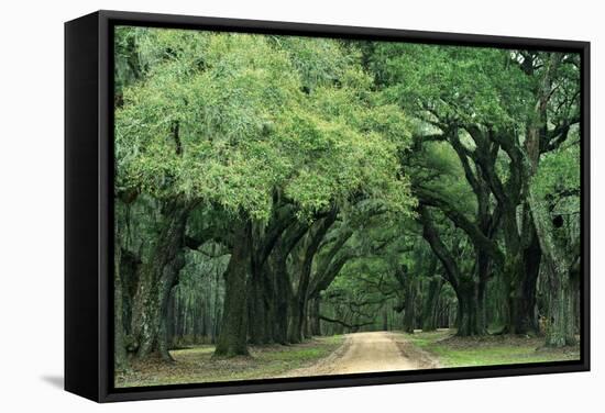 Road Enclosed by Moss-Covered Trees, Charleston, South Carolina, USA-Jaynes Gallery-Framed Stretched Canvas