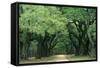 Road Enclosed by Moss-Covered Trees, Charleston, South Carolina, USA-Jaynes Gallery-Framed Stretched Canvas