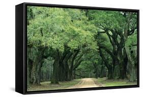 Road Enclosed by Moss-Covered Trees, Charleston, South Carolina, USA-Jaynes Gallery-Framed Stretched Canvas