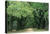 Road Enclosed by Moss-Covered Trees, Charleston, South Carolina, USA-Jaynes Gallery-Stretched Canvas