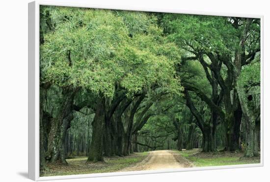 Road Enclosed by Moss-Covered Trees, Charleston, South Carolina, USA-Jaynes Gallery-Framed Photographic Print