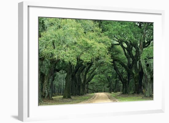 Road Enclosed by Moss-Covered Trees, Charleston, South Carolina, USA-Jaynes Gallery-Framed Photographic Print