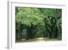 Road Enclosed by Moss-Covered Trees, Charleston, South Carolina, USA-Jaynes Gallery-Framed Photographic Print