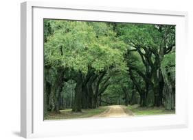 Road Enclosed by Moss-Covered Trees, Charleston, South Carolina, USA-Jaynes Gallery-Framed Photographic Print