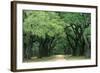 Road Enclosed by Moss-Covered Trees, Charleston, South Carolina, USA-Jaynes Gallery-Framed Photographic Print
