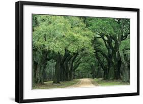 Road Enclosed by Moss-Covered Trees, Charleston, South Carolina, USA-Jaynes Gallery-Framed Photographic Print