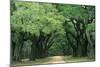 Road Enclosed by Moss-Covered Trees, Charleston, South Carolina, USA-Jaynes Gallery-Mounted Photographic Print