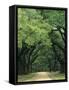 Road Enclosed by Moss-Covered Trees, Charleston, South Carolina, USA-Jaynes Gallery-Framed Stretched Canvas