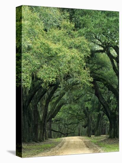 Road Enclosed by Moss-Covered Trees, Charleston, South Carolina, USA-Jaynes Gallery-Stretched Canvas