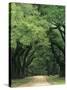 Road Enclosed by Moss-Covered Trees, Charleston, South Carolina, USA-Jaynes Gallery-Stretched Canvas