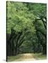 Road Enclosed by Moss-Covered Trees, Charleston, South Carolina, USA-Jaynes Gallery-Stretched Canvas