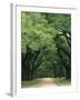 Road Enclosed by Moss-Covered Trees, Charleston, South Carolina, USA-Jaynes Gallery-Framed Premium Photographic Print