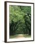 Road Enclosed by Moss-Covered Trees, Charleston, South Carolina, USA-Jaynes Gallery-Framed Premium Photographic Print