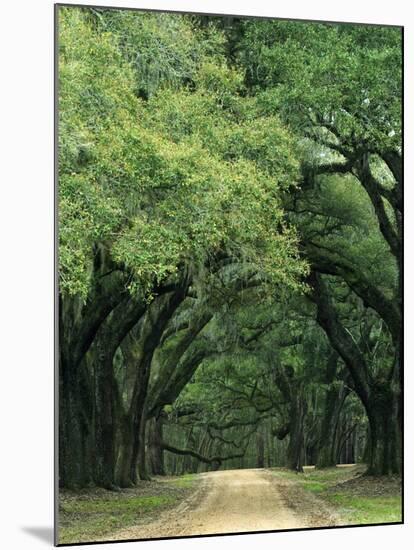 Road Enclosed by Moss-Covered Trees, Charleston, South Carolina, USA-Jaynes Gallery-Mounted Premium Photographic Print