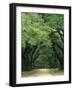 Road Enclosed by Moss-Covered Trees, Charleston, South Carolina, USA-Jaynes Gallery-Framed Photographic Print