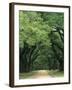 Road Enclosed by Moss-Covered Trees, Charleston, South Carolina, USA-Jaynes Gallery-Framed Photographic Print