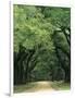 Road Enclosed by Moss-Covered Trees, Charleston, South Carolina, USA-Jaynes Gallery-Framed Photographic Print