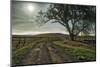 Road entering the Flint Hills of Kansas-Michael Scheufler-Mounted Photographic Print