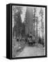 Road Going Through a Giant Sequoia, Mariposa Grove, Wawona, California, Late 19th Century-John L Stoddard-Framed Stretched Canvas