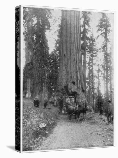 Road Going Through a Giant Sequoia, Mariposa Grove, Wawona, California, Late 19th Century-John L Stoddard-Stretched Canvas