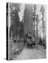 Road Going Through a Giant Sequoia, Mariposa Grove, Wawona, California, Late 19th Century-John L Stoddard-Stretched Canvas