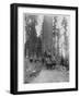 Road Going Through a Giant Sequoia, Mariposa Grove, Wawona, California, Late 19th Century-John L Stoddard-Framed Giclee Print