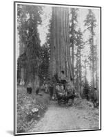 Road Going Through a Giant Sequoia, Mariposa Grove, Wawona, California, Late 19th Century-John L Stoddard-Mounted Giclee Print