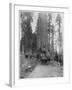 Road Going Through a Giant Sequoia, Mariposa Grove, Wawona, California, Late 19th Century-John L Stoddard-Framed Giclee Print