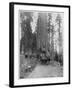 Road Going Through a Giant Sequoia, Mariposa Grove, Wawona, California, Late 19th Century-John L Stoddard-Framed Giclee Print