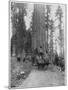 Road Going Through a Giant Sequoia, Mariposa Grove, Wawona, California, Late 19th Century-John L Stoddard-Mounted Giclee Print