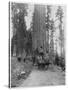 Road Going Through a Giant Sequoia, Mariposa Grove, Wawona, California, Late 19th Century-John L Stoddard-Stretched Canvas