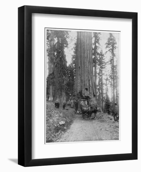 Road Going Through a Giant Sequoia, Mariposa Grove, Wawona, California, Late 19th Century-John L Stoddard-Framed Giclee Print