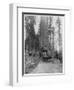 Road Going Through a Giant Sequoia, Mariposa Grove, Wawona, California, Late 19th Century-John L Stoddard-Framed Giclee Print