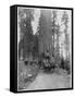 Road Going Through a Giant Sequoia, Mariposa Grove, Wawona, California, Late 19th Century-John L Stoddard-Framed Stretched Canvas