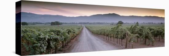 Road in a Vineyard, Napa Valley, California, USA-null-Stretched Canvas