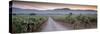 Road in a Vineyard, Napa Valley, California, USA-null-Stretched Canvas