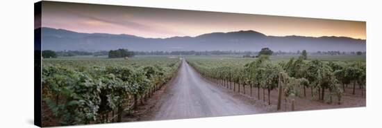 Road in a Vineyard, Napa Valley, California, USA-null-Stretched Canvas