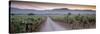 Road in a Vineyard, Napa Valley, California, USA-null-Stretched Canvas