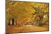 ROAD IN AUTUMN CENTRAL PENNSYLVANIA USA-Panoramic Images-Mounted Photographic Print